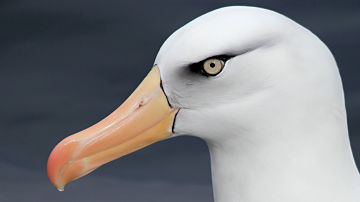 Wallpaper thumb: Black-browed Albatross